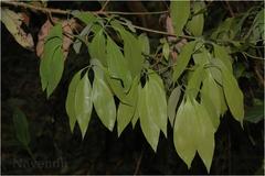Neolitsea zeylanica